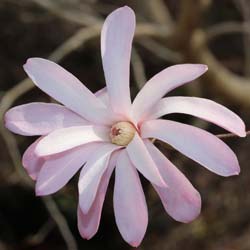 Magnolia estrellada Rosa